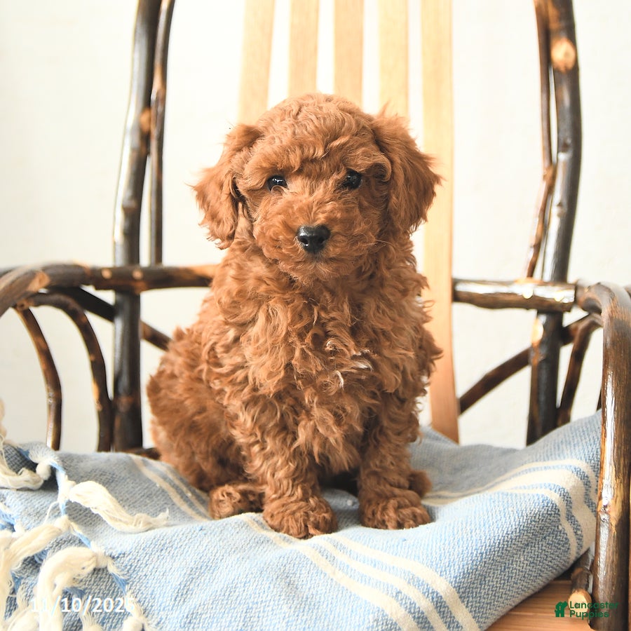 Toy Poodle dogs Waldo - Ad 28