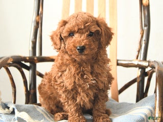 Toy Poodle dogs Waldo - Ad 14