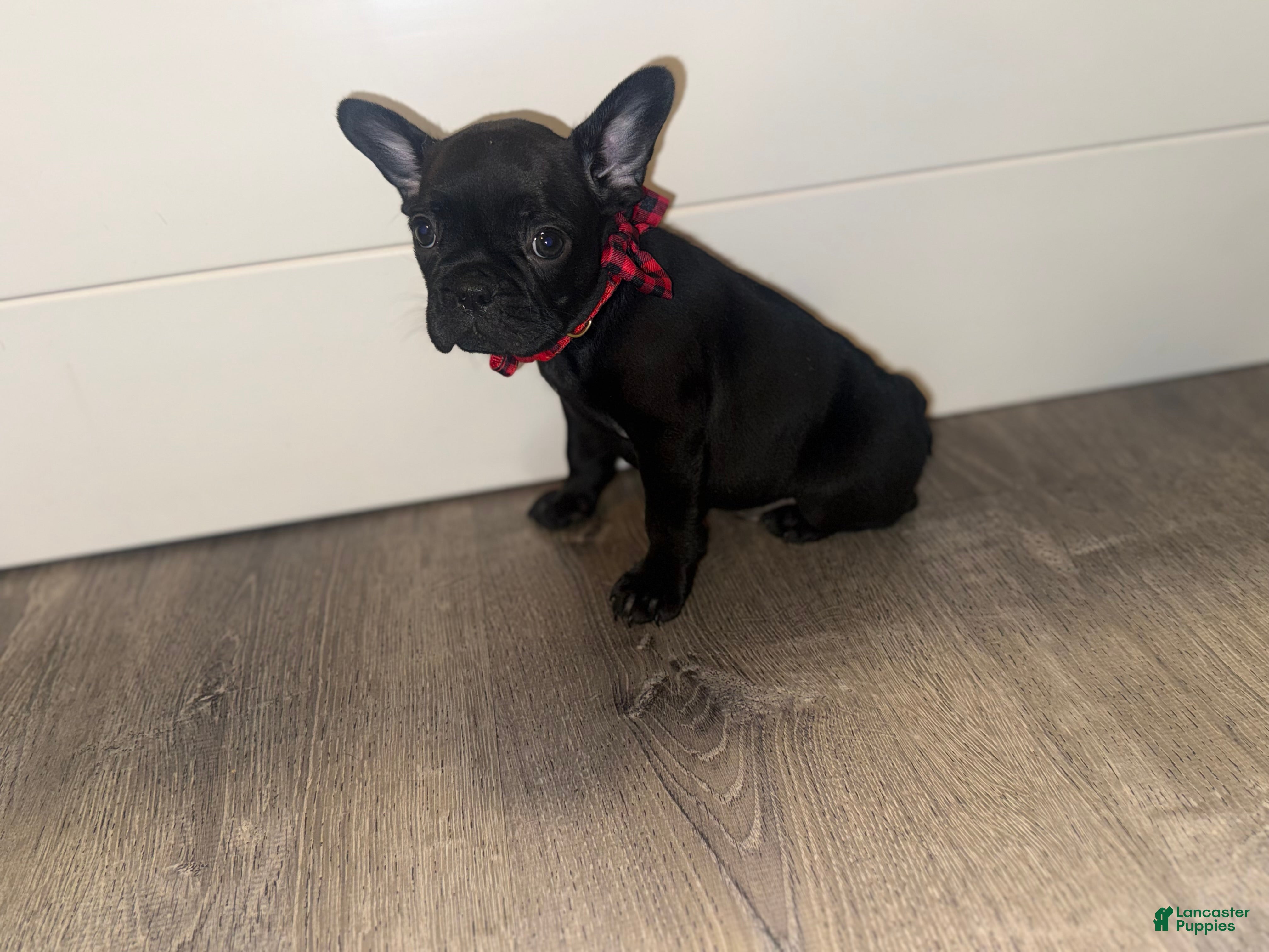 French Bulldog dogs French Bulldog Puppy 5 - Ad 33