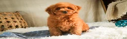 Miniature Poodle dogs for sale: Farley - Ad 5