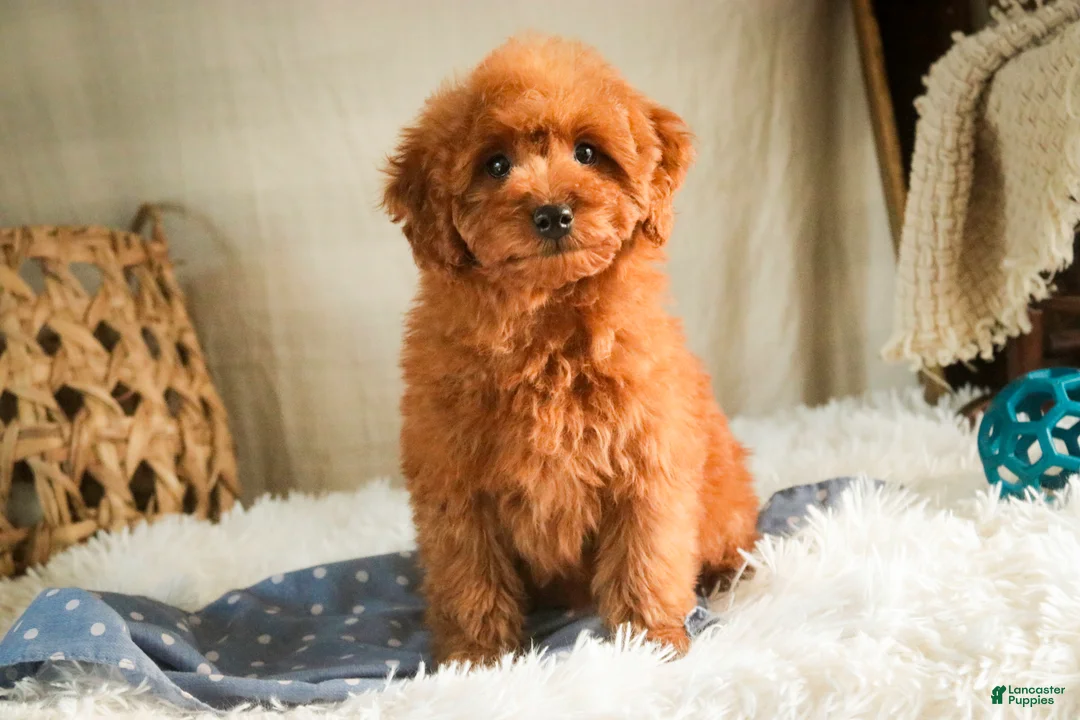 Miniature Poodle dogs for sale: Farley - Ad 5