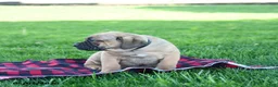 Cane Corso dogs for sale: Ivan - Ad 2