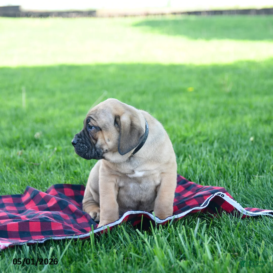 Cane Corso dogs for sale: Ivan - Ad 2