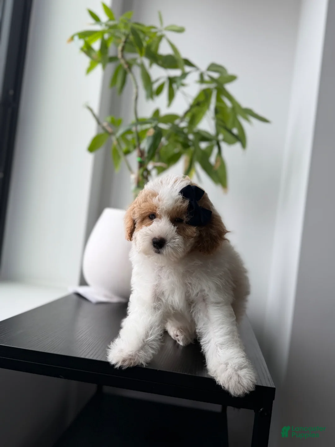 Miniature Poodle dogs for sale: Pinky - Ad 1