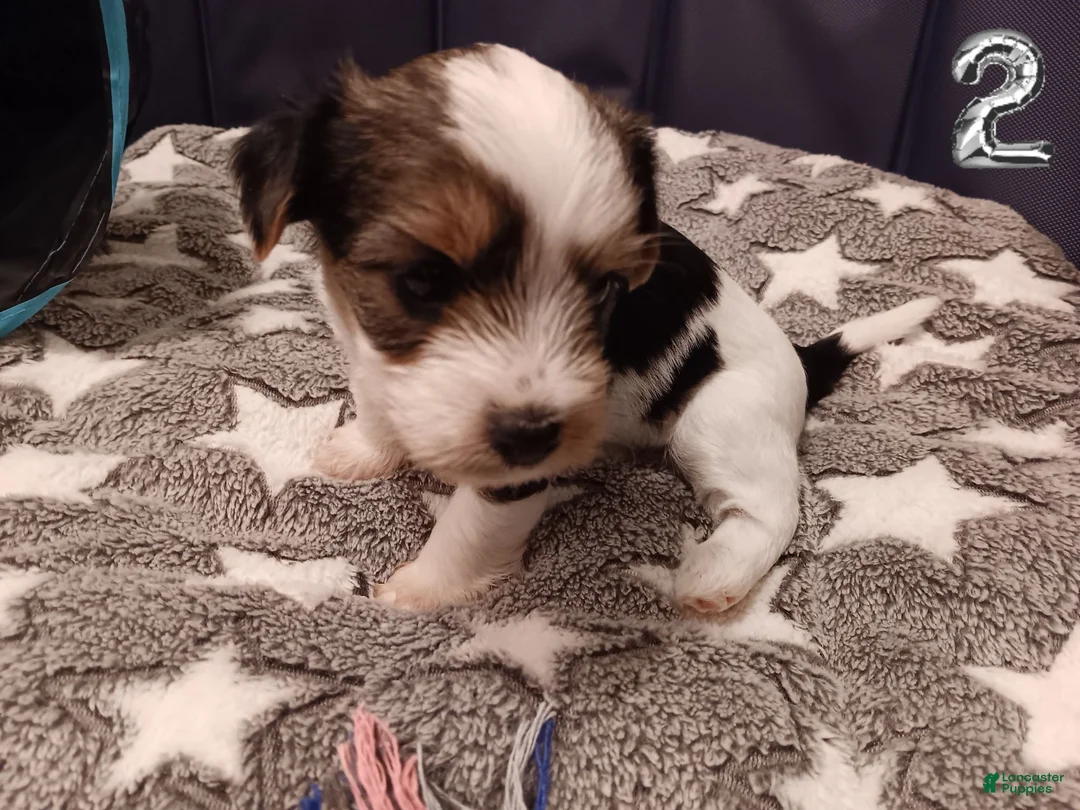 Mixed Breed dogs for sale: Pumpkin - Ad 1