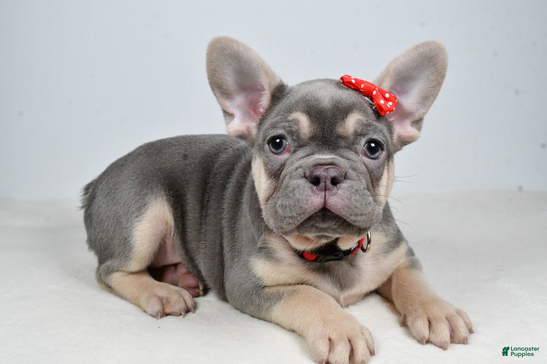French Bulldog dogs for sale: Buddy  - Ad 1