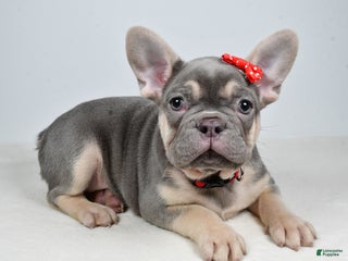French Bulldog dogs Buddy - Ad 4