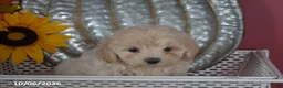 Maltipoo dogs for sale: Rosey - Ad 4