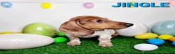 Miniature Dachshund dogs for sale: Jingle Miniature Dachshund Puppy 1 - Ad 14