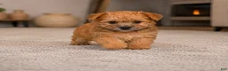 Morkie dogs for sale: Morkie 2 - Ad 8
