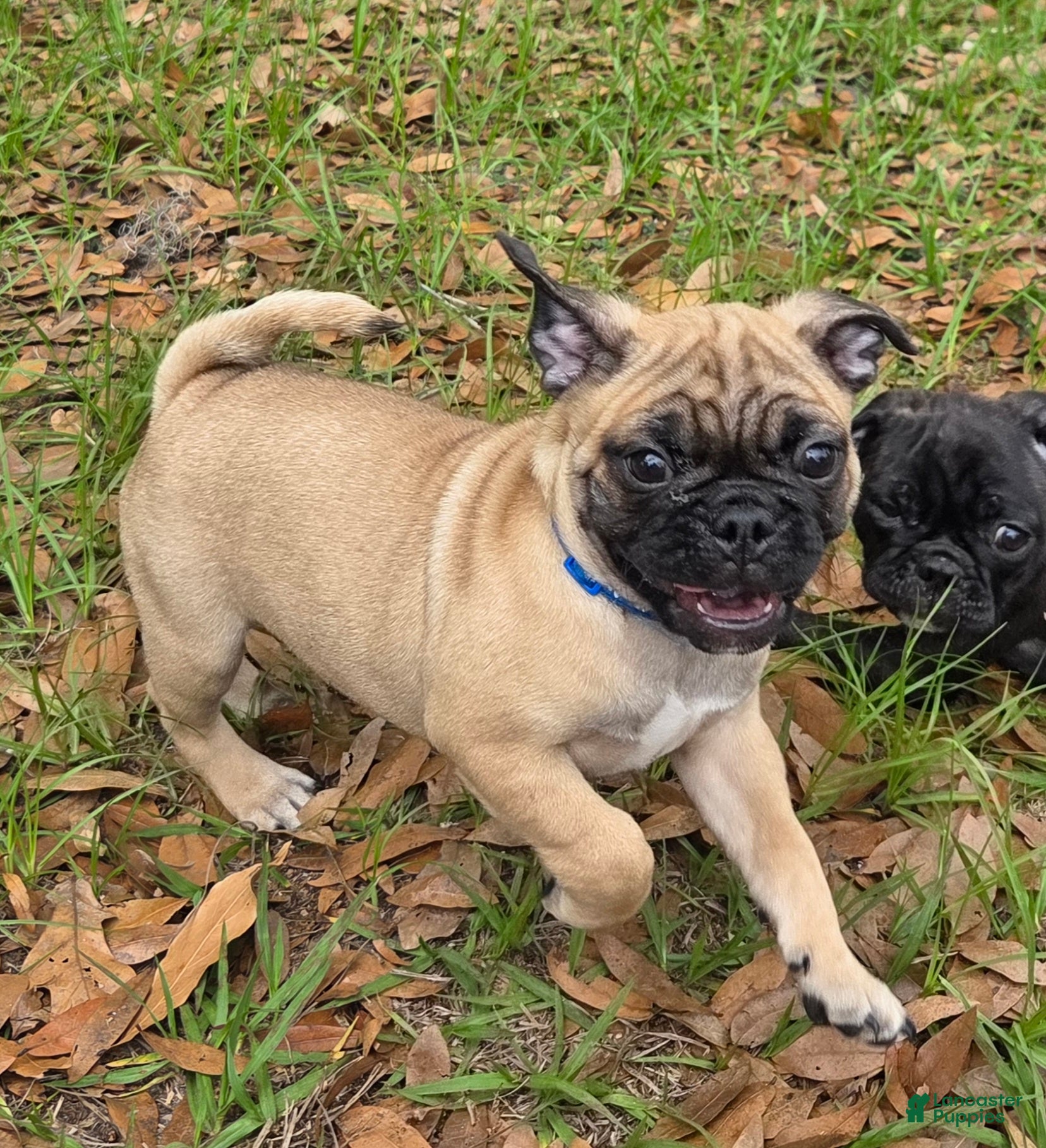 Mixed Breed dogs Dusty - Ad 2