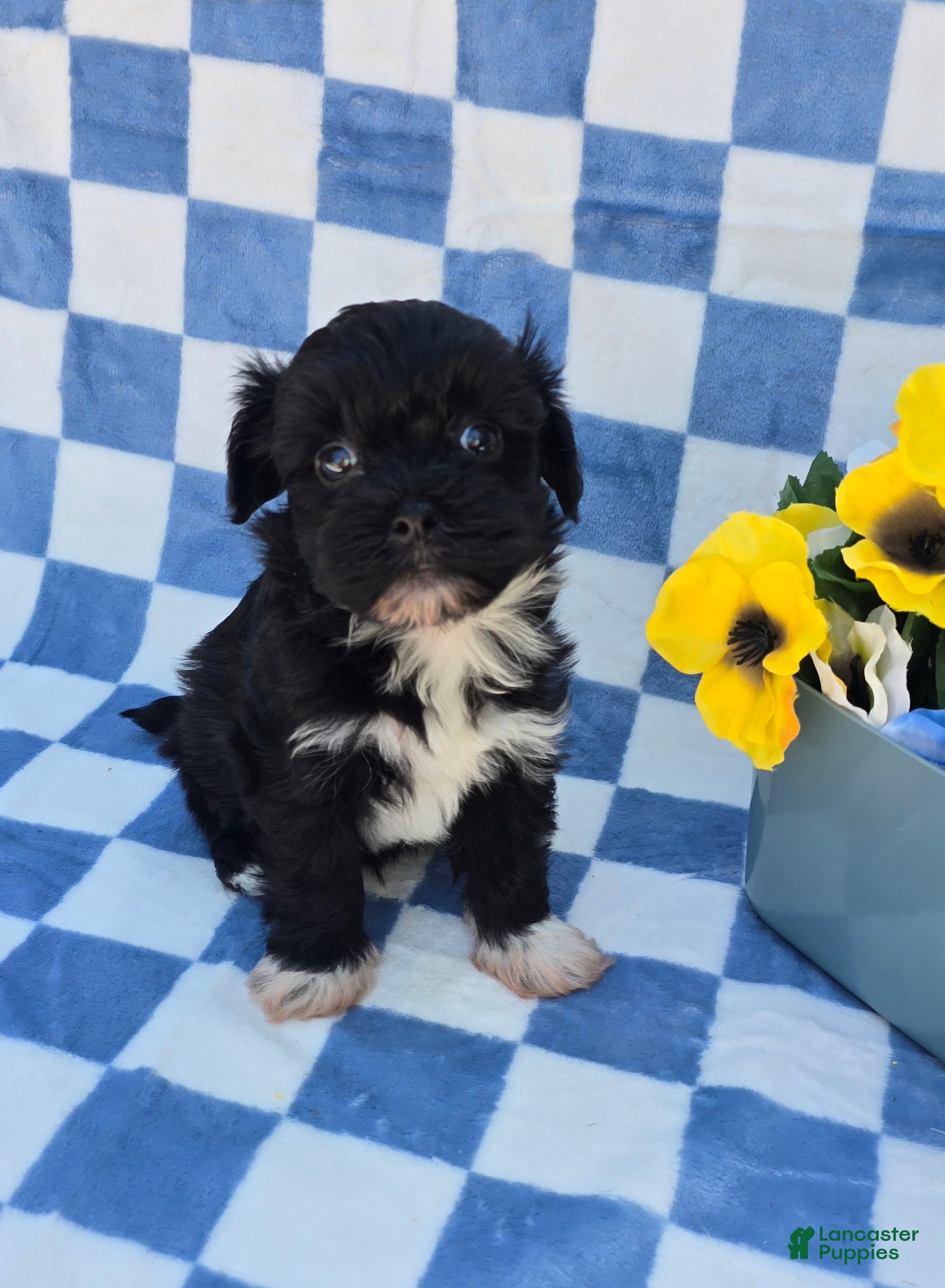 Mixed Breed dogs Shade - Ad 2