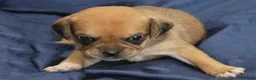 Puggle dogs for sale: Chewy - Ad 81