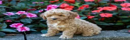 Cockapoo dogs for sale: Forest  - Ad 5