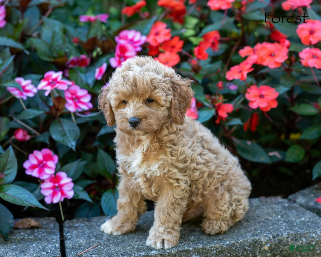 Cockapoo dogs for sale: Forest  - Ad 5