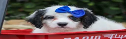 Cavapoo dogs for sale:  Parker🐾 - Ad 6