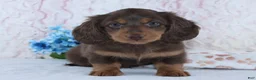 Miniature Dachshund dogs for sale: Franklin - Ad 4