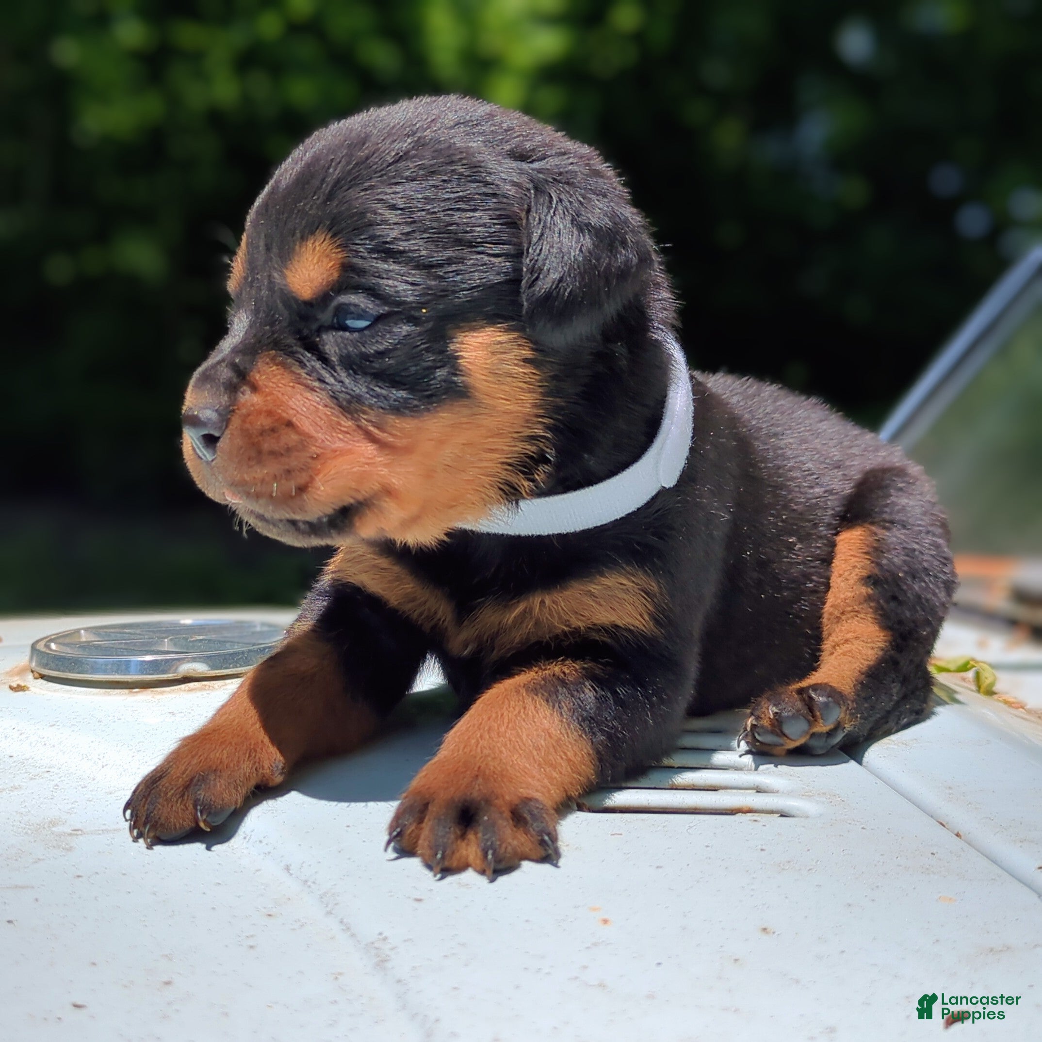 Rottweiler dogs for sale: Cobra - Ad 3