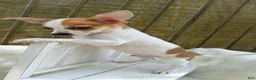 Chihuahua dogs for sale: Chihuahua Puppy 1 - Ad 3