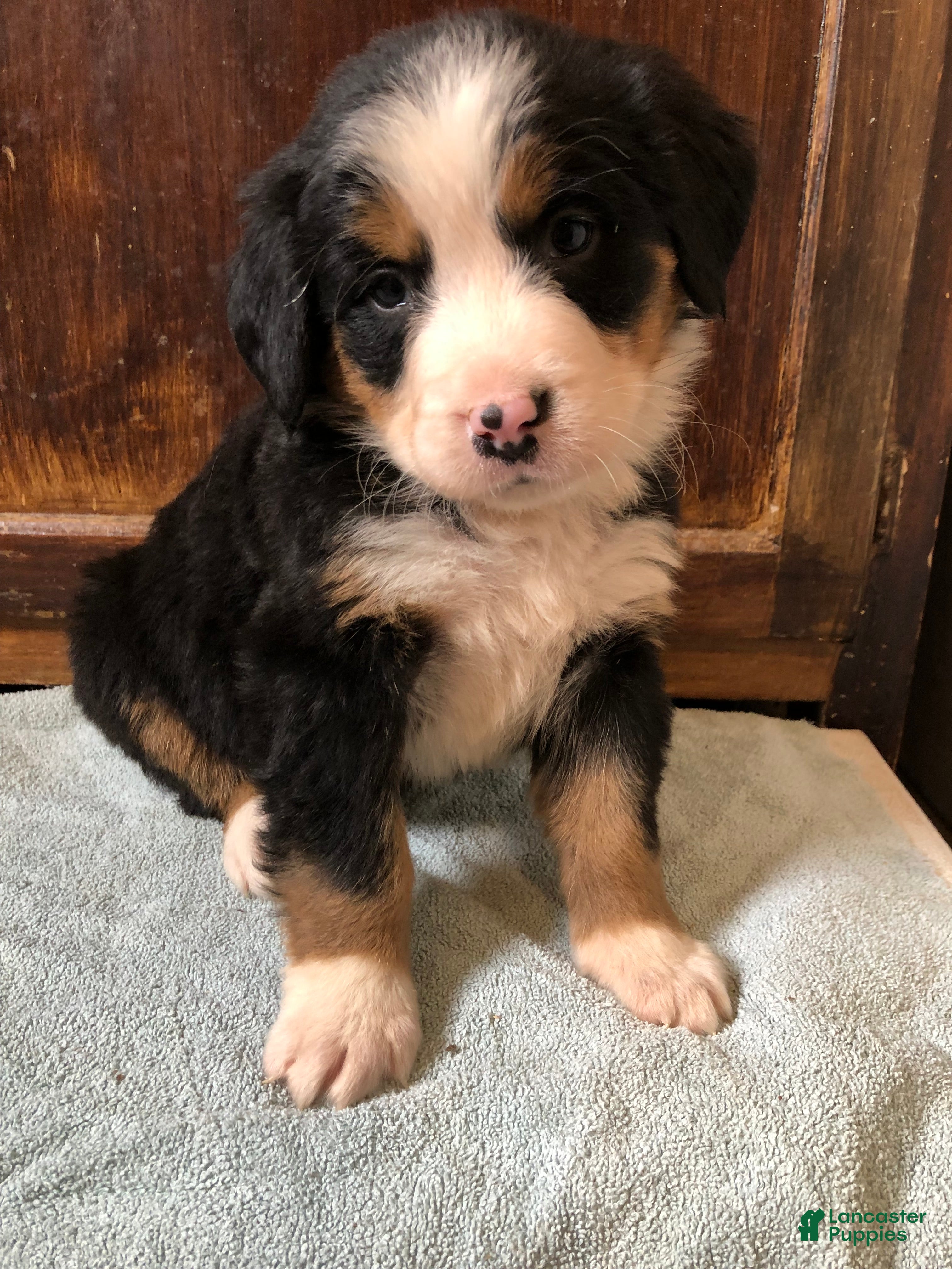 Bernese Mountain Dog dogs Bernese Mountain Dog Puppy 4 - Ad 28