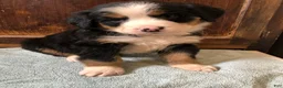 Bernese Mountain Dog dogs for sale: Bernese Mountain Dog Puppy 4 - Ad 1