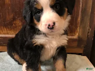 Bernese Mountain Dog dogs Bernese Mountain Dog Puppy 4 - Ad 28