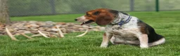 Beagle dogs for sale:  Copper 🐶 - Ad 18