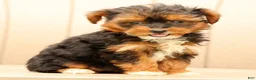 Morkie dogs for sale: Dixie - Ad 3