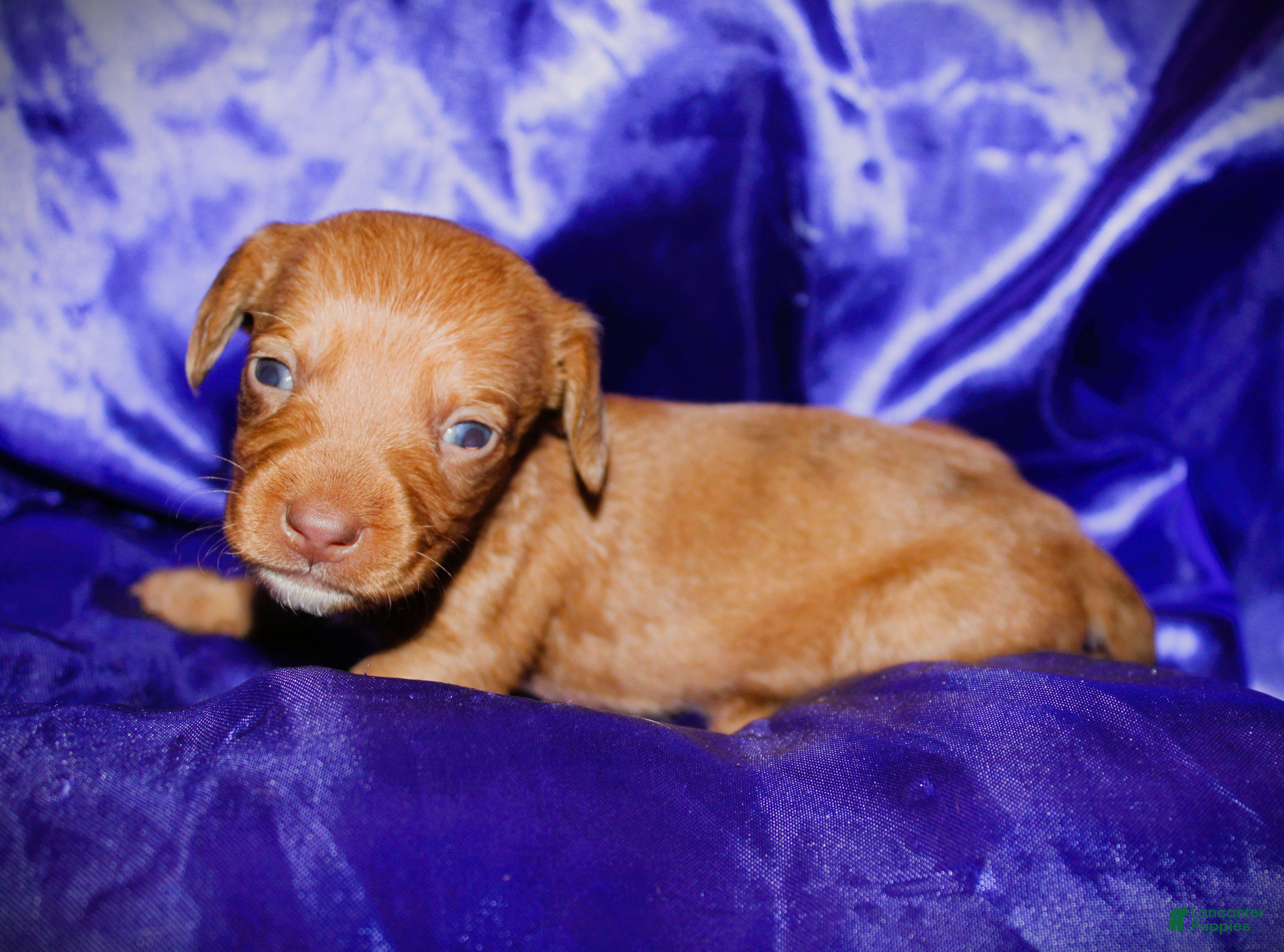 Dachshund dogs Athena - Ad 26