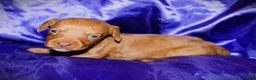 Dachshund dogs for sale: Athena - Ad 5