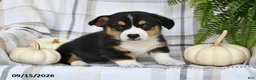 Welsh Corgi Pembroke dogs for sale: Echo - Ad 3