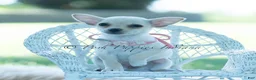 Chihuahua dogs for sale: Tinkerbell - Ad 2