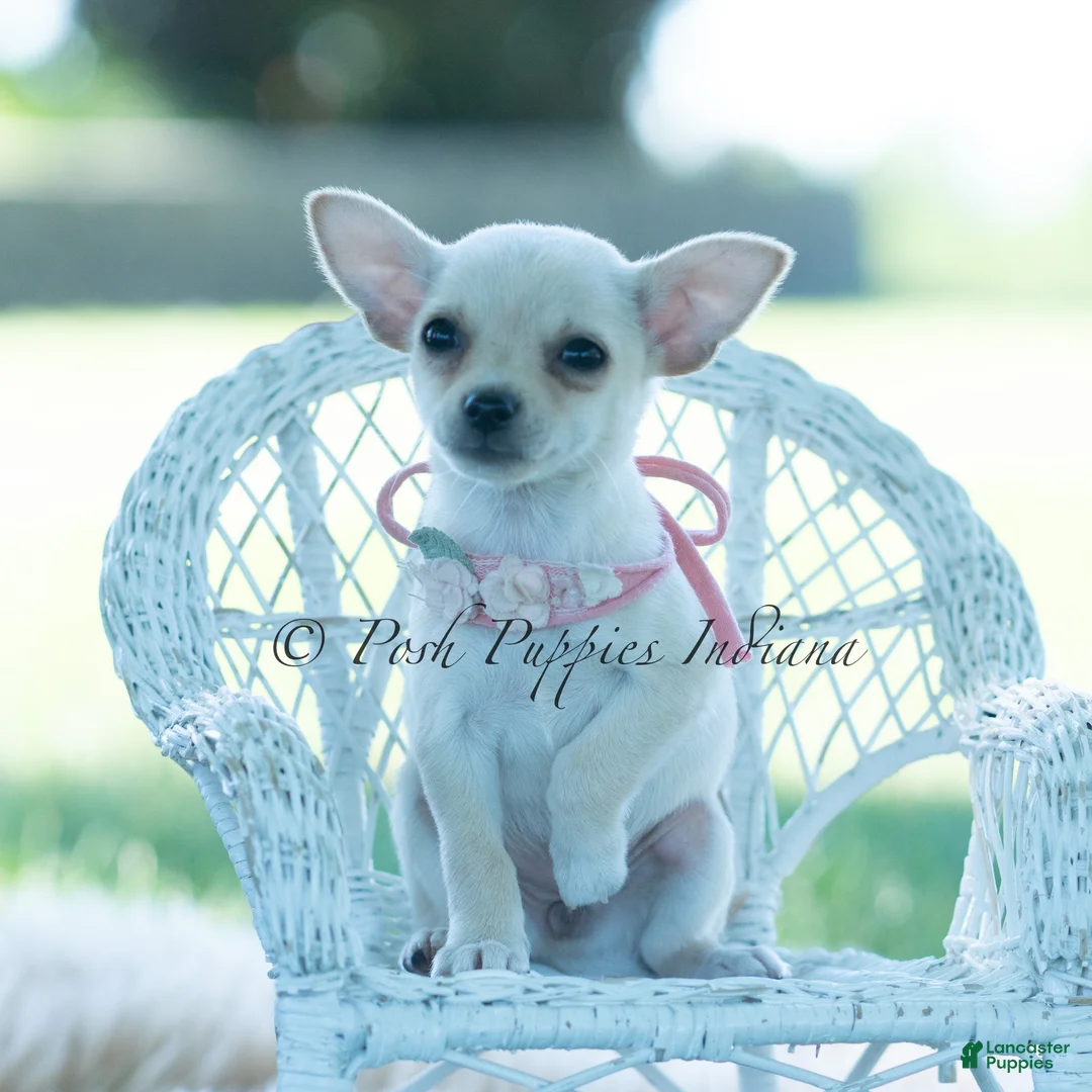 Chihuahua dogs for sale: Tinkerbell - Ad 2