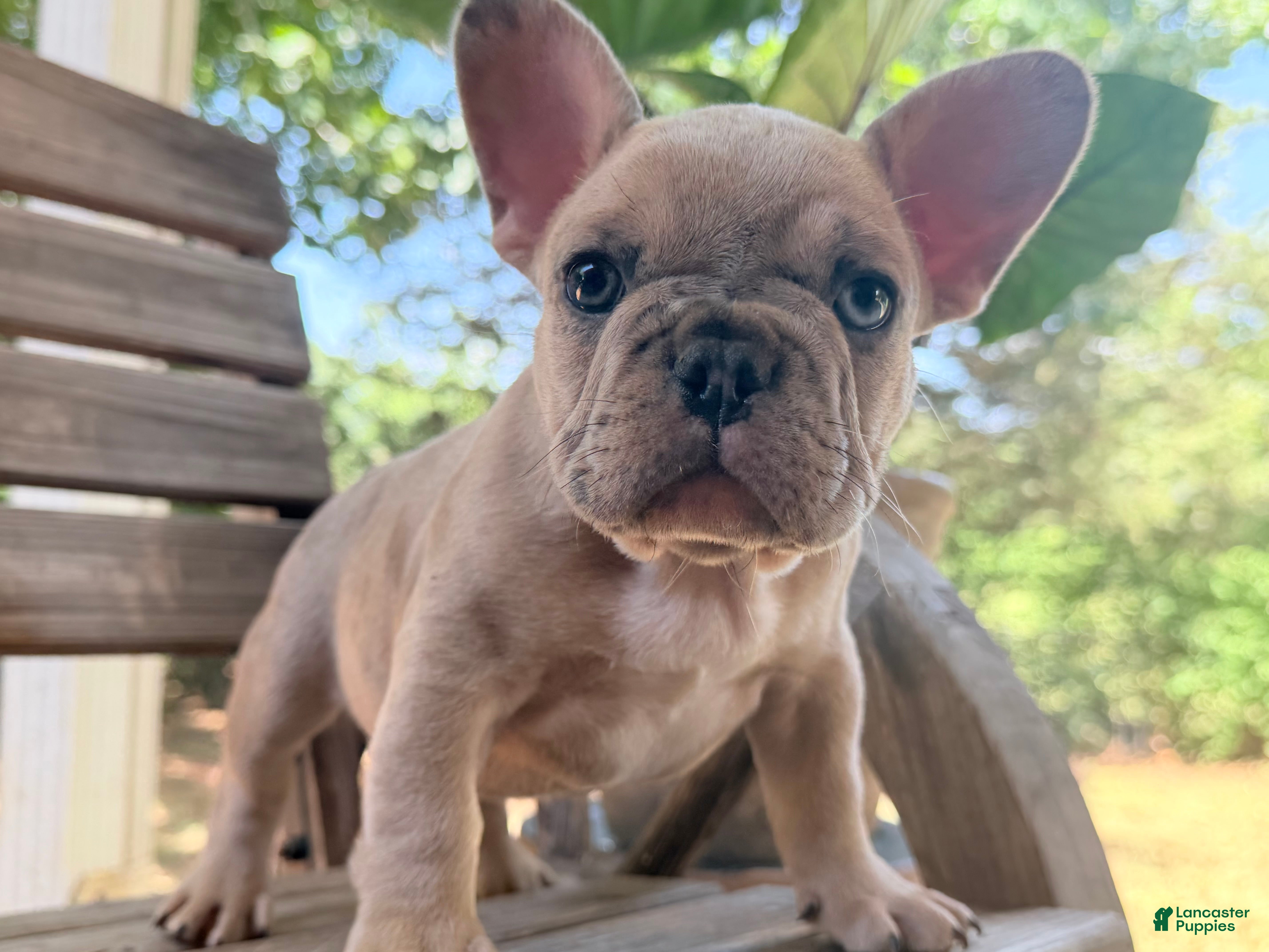 French Bulldog dogs Reggie - Ad 40