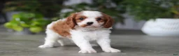 Cavalier King Charles Spaniel dogs for sale: Maverick - Ad 3