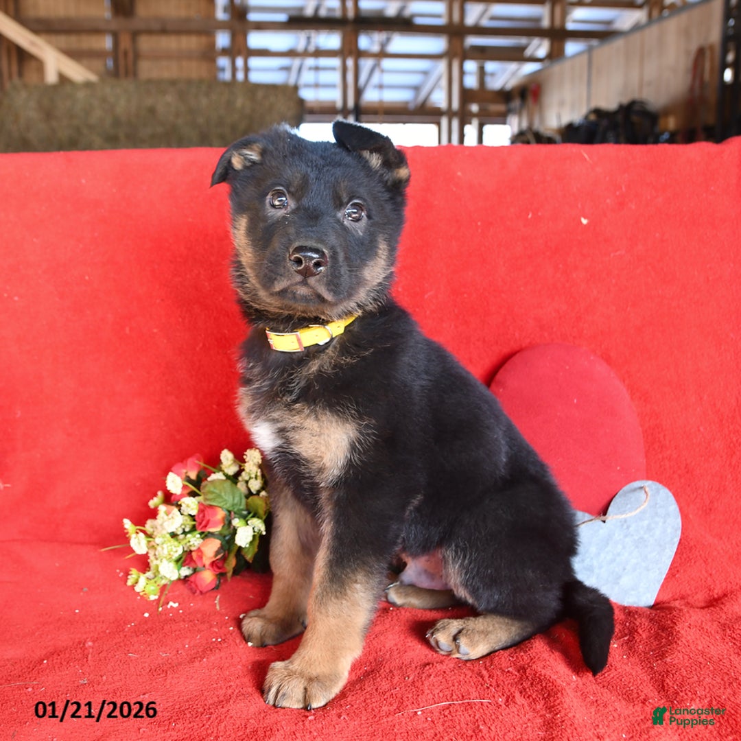 German Shepherd dogs for sale: Jordan - Ad 4