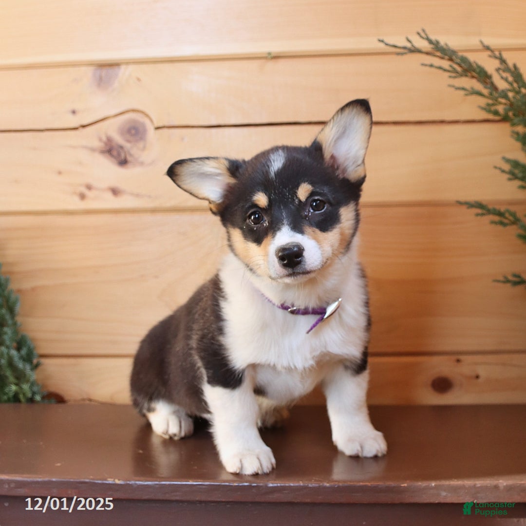 Welsh Corgi Pembroke dogs for sale: Sherri - Ad 2
