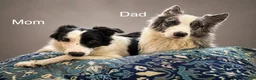 Border Collie dogs for sale: Spot - Ad 6