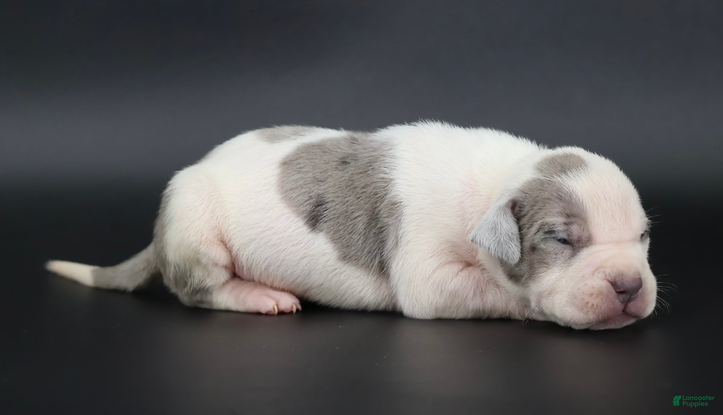 American Bully dogs Azalea - XL - ABKC - Ad 1