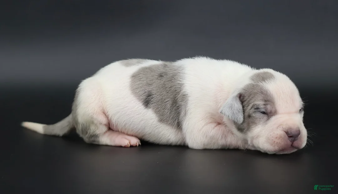 American Bully dogs for sale: Azalea - XL - ABKC - Ad 1