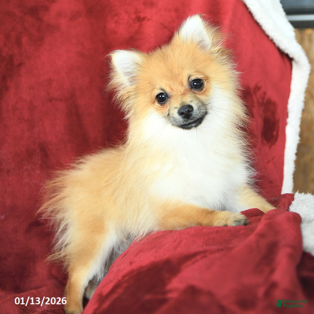 Pomeranian dogs for sale: Paddington - Ad 2