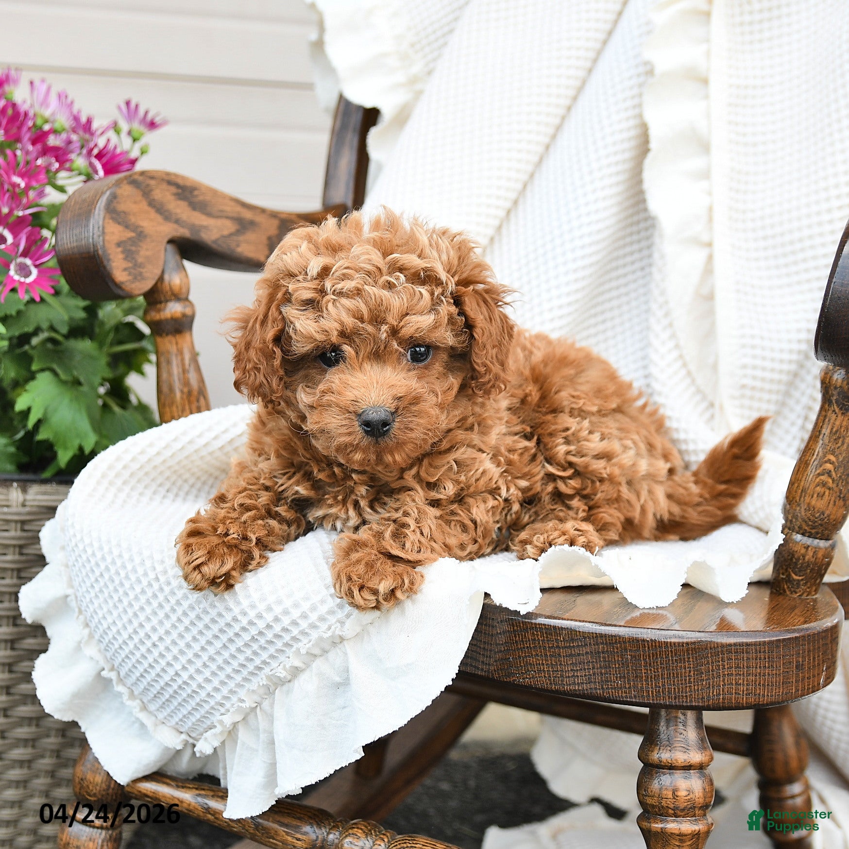 Miniature Poodle dogs Tori - Ad 2