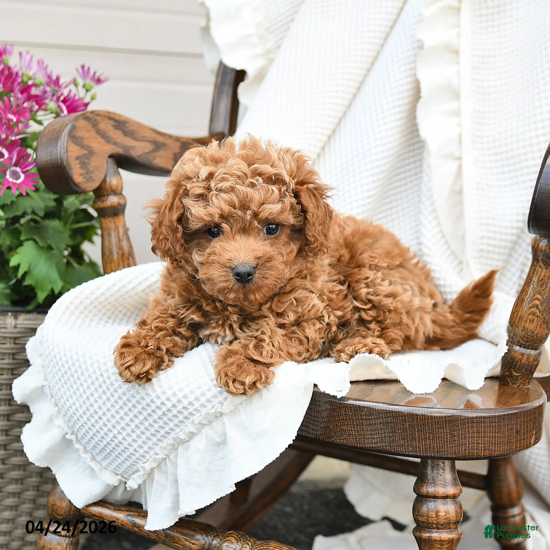 Miniature Poodle dogs for sale: Tori - Ad 2
