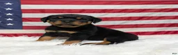 Rottweiler dogs for sale: Roxy - Ad 3