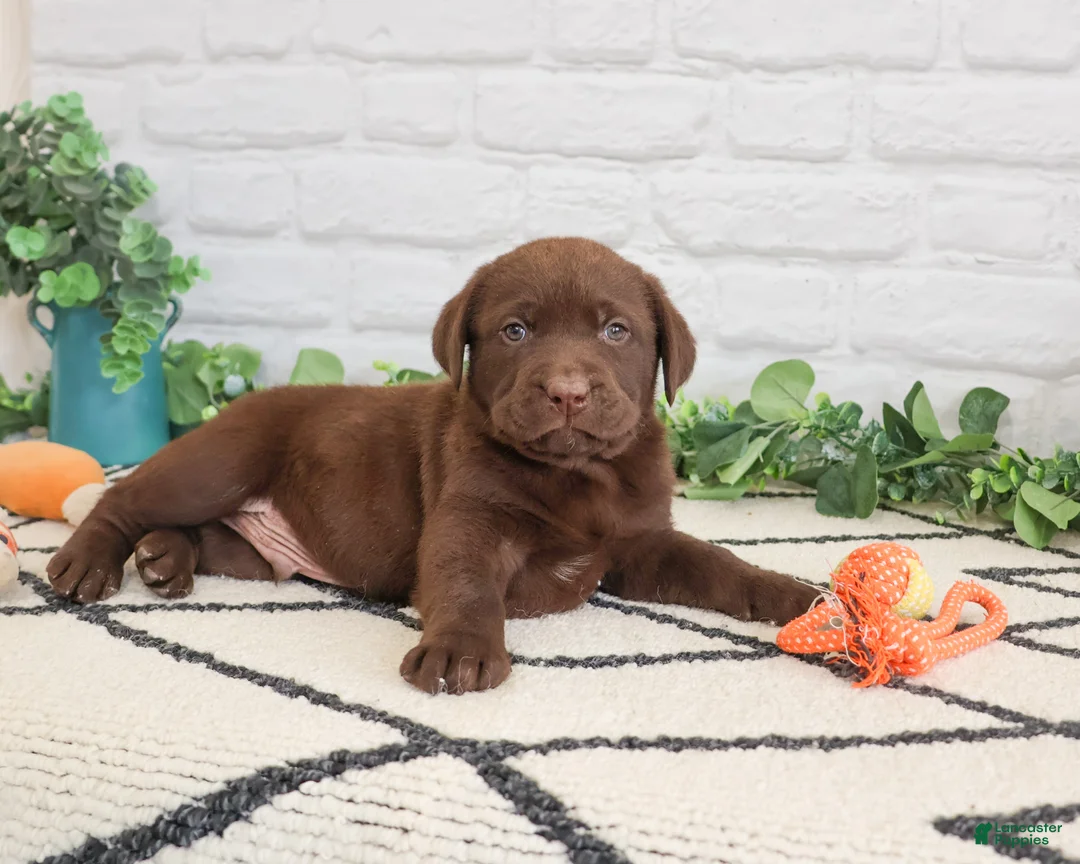 Labrador Retriever dogs for sale: Simba - Ad 2