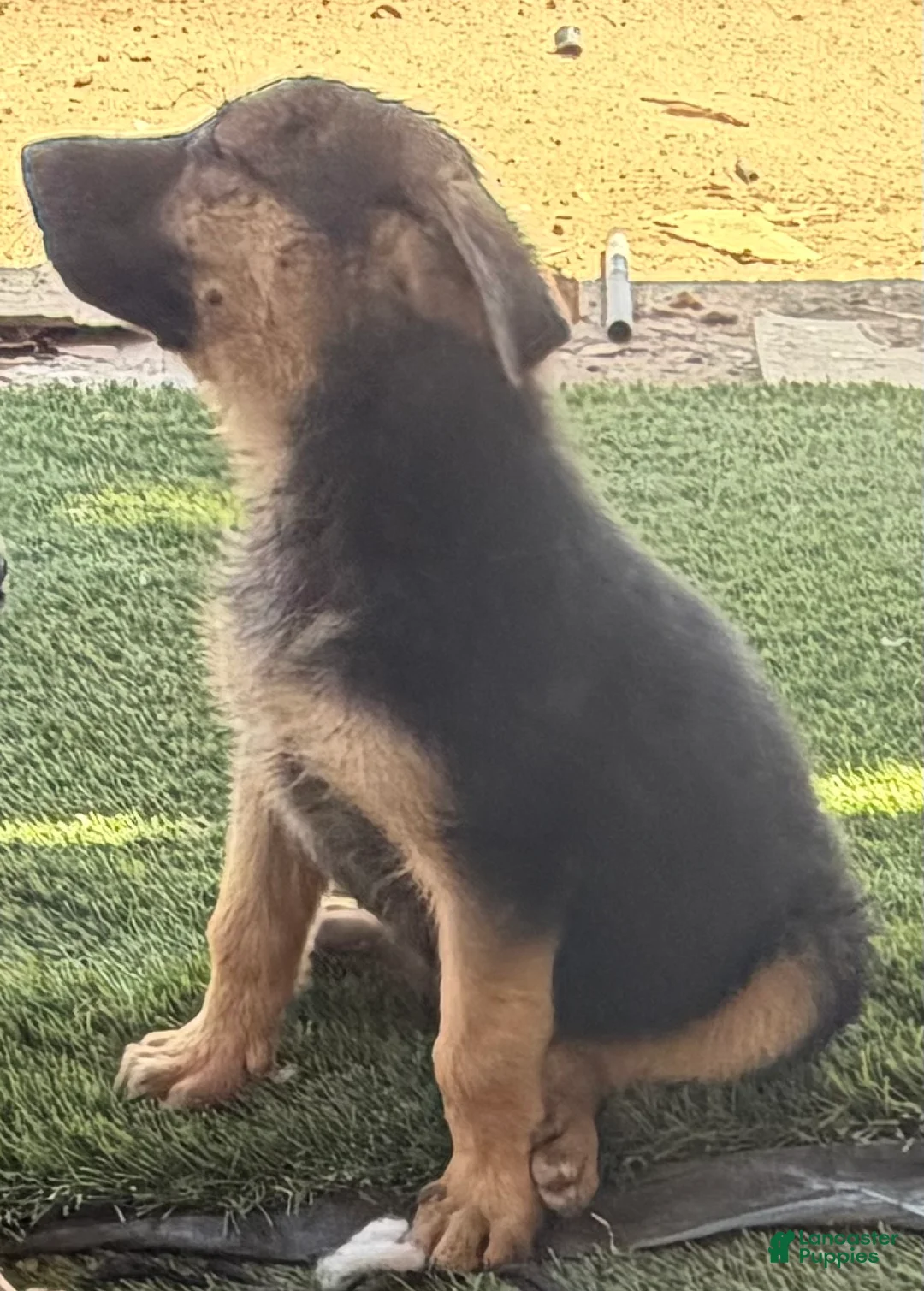 German Shepherd dogs for sale: German Shepherd Puppy 5 - Ad 2