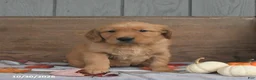 Golden Retriever dogs for sale: Wiggles - Ad 3