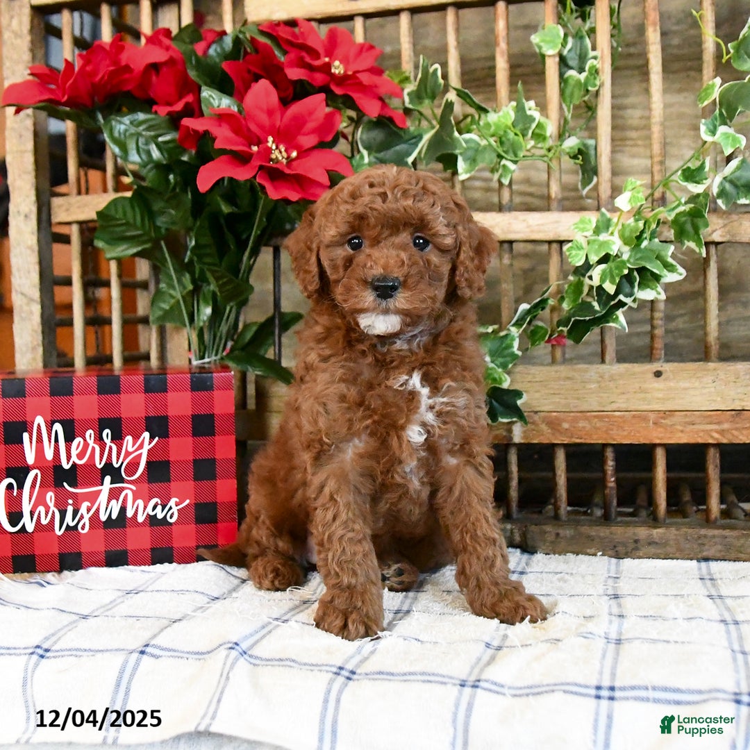 Mini Goldendoodle dogs for sale: Fable  - Ad 4