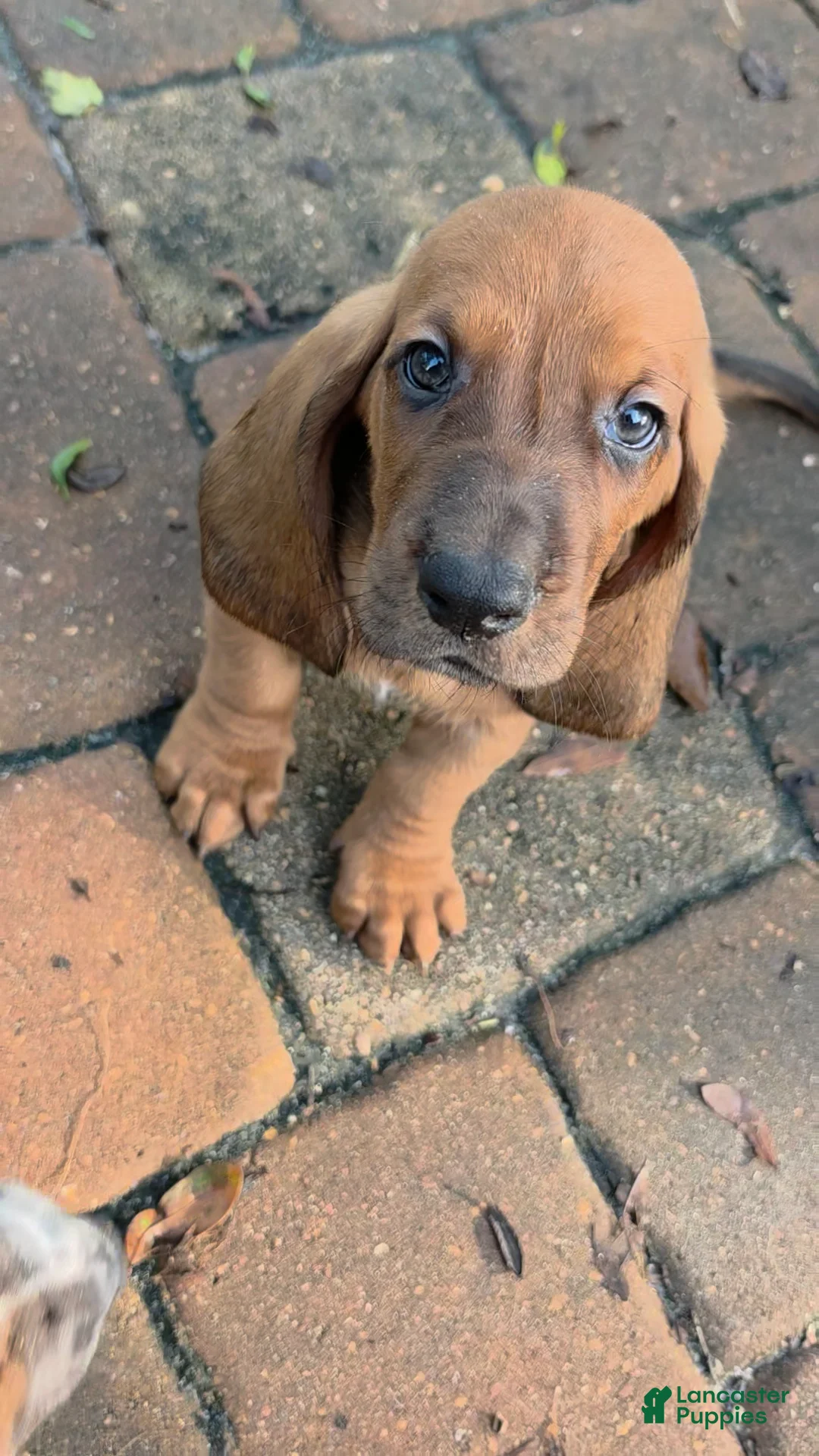 Basset Hound dogs for sale: 💙READY NOW black collar - Ad 2