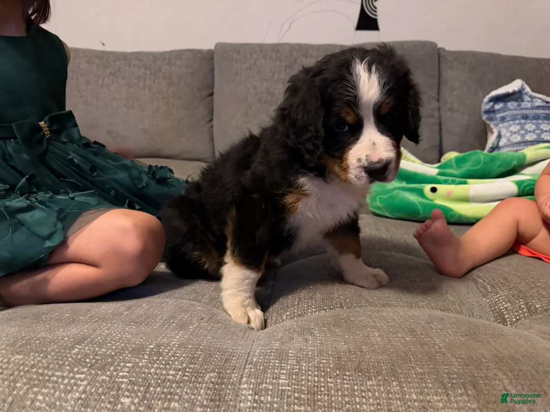 Bernese Mountain Dog dogs for sale: Teal - Ad 2